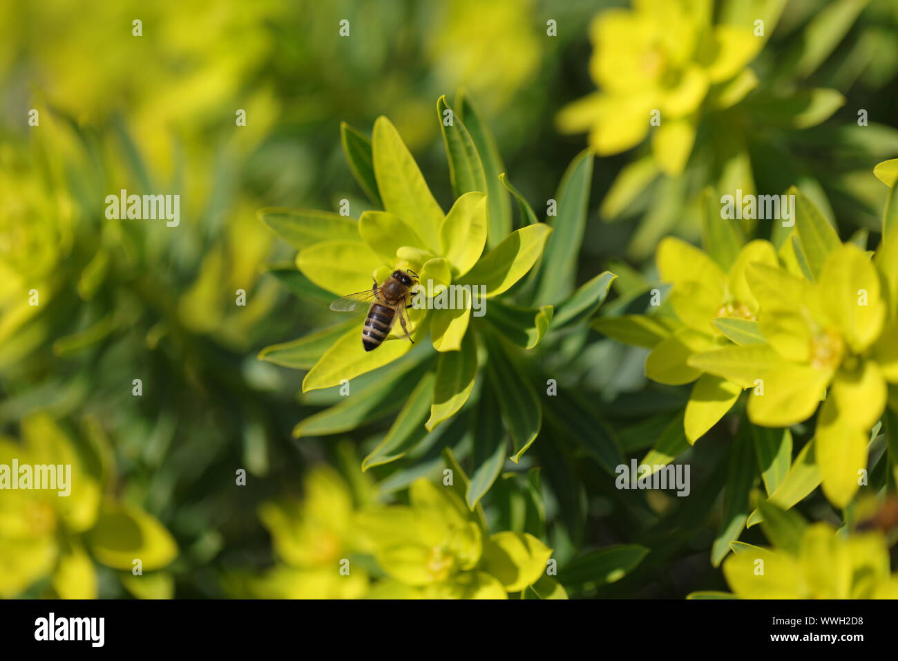 Fleur abeille Miel polinate buzz Banque D'Images