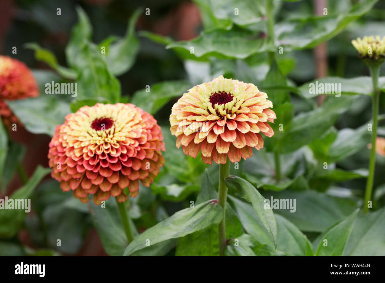 Zinnia 'Orange' Lime La reine des fleurs. Banque D'Images