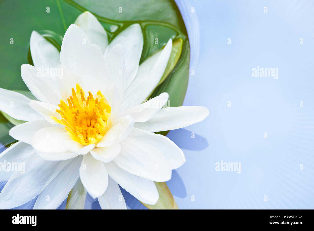 Fleur de lotus blanc ou de l'eau flottant lily Banque D'Images