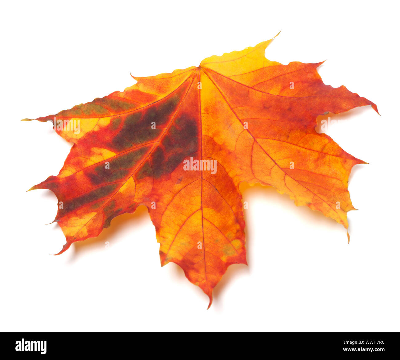 Automne érable feuilles multicolores. Isolé sur fond blanc Banque D'Images