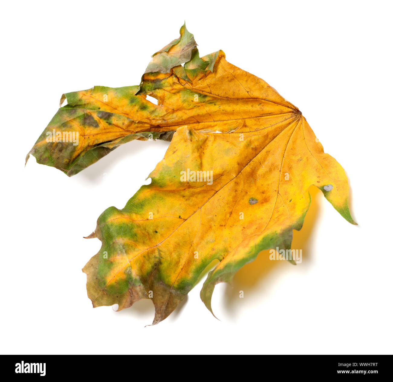 L'automne feuille d'érable sec isolé sur fond blanc Banque D'Images