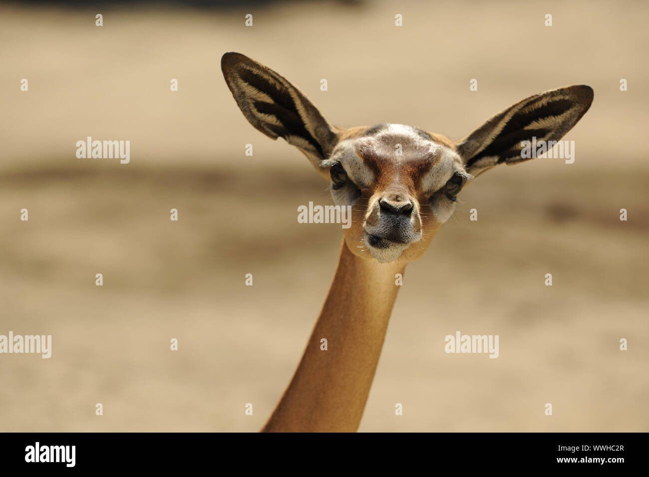 Gerenuk (Litocranius walleri) female portrait Banque D'Images