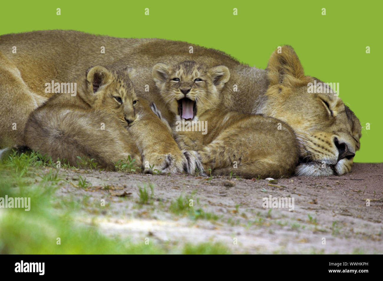Asiatischer, Loewe (Panthera leo persica), Lion Asiatique Banque D'Images