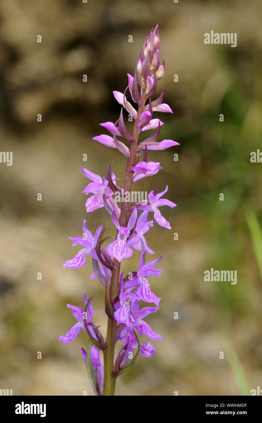 Dactylorhiza elata Haut Orchidée, Banque D'Images