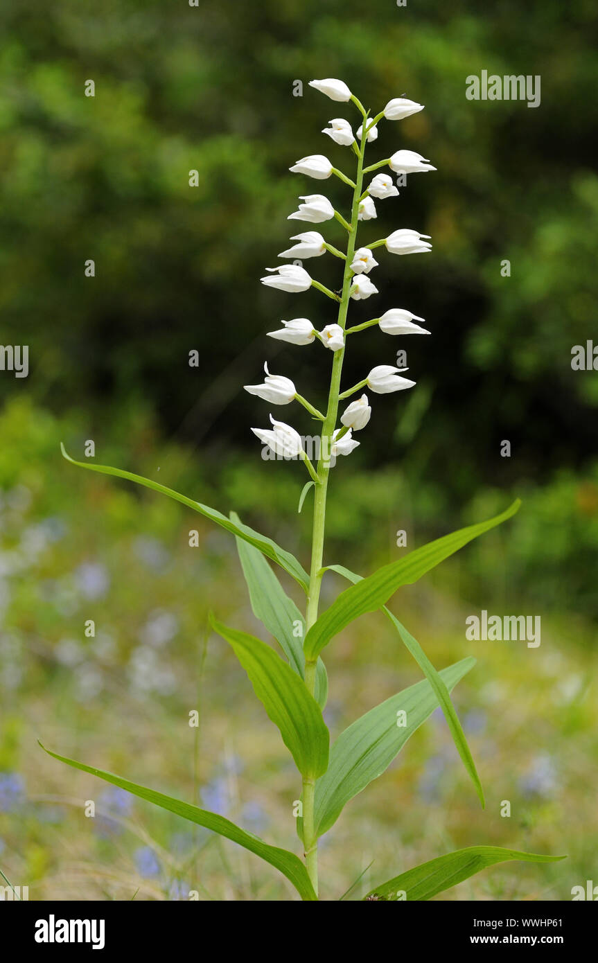 Sword-leaved Woodland Birdlet Banque D'Images