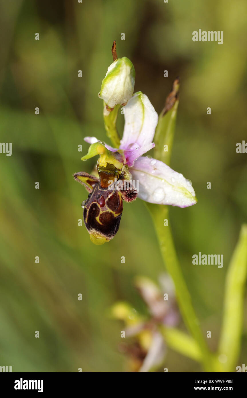 Snipewort, Ophrys scolopax, orchidée Banque D'Images