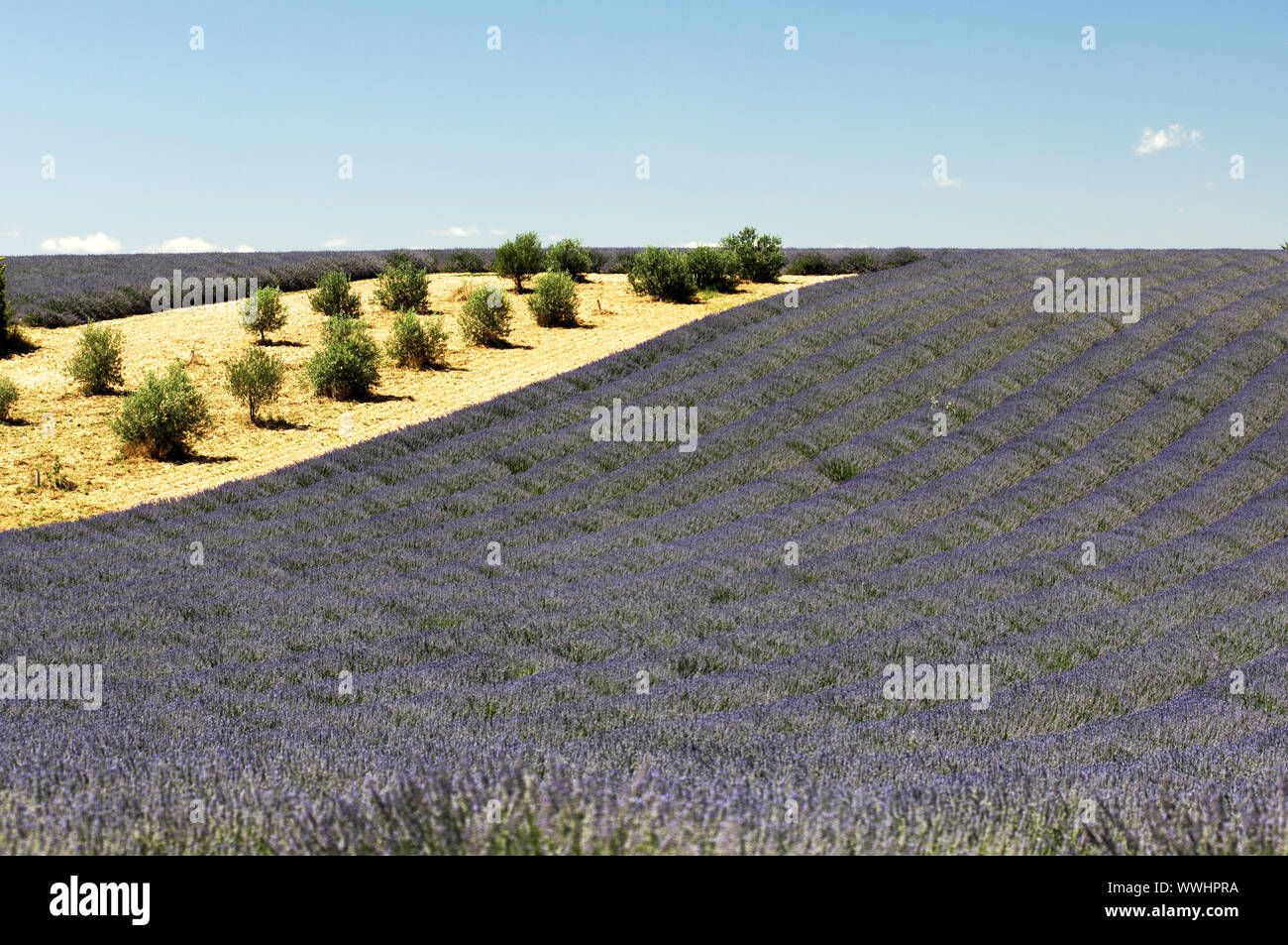 Culture de la lavande, Valensole, Provence, France Banque D'Images