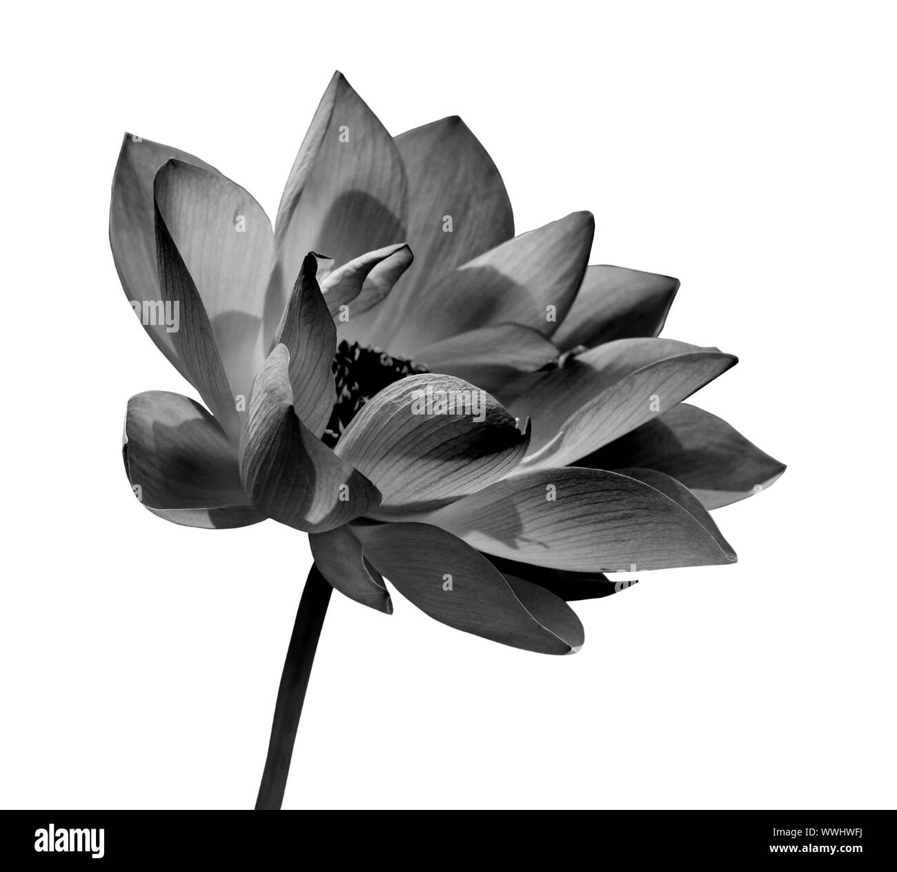 Lotus noir et blanc sur fond blanc Banque D'Images