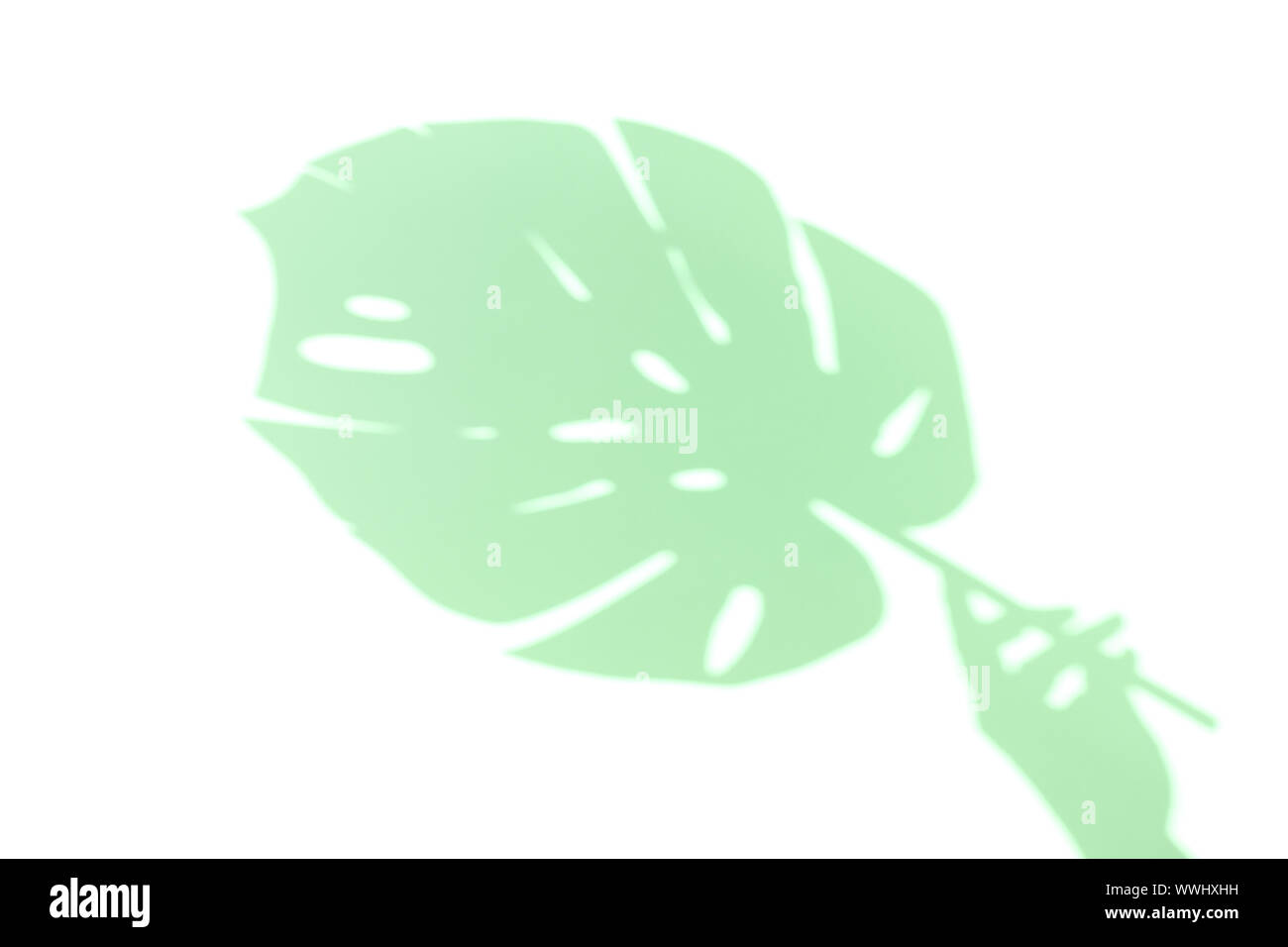 Ombre de couleur vert menthe à partir d'une main de femme dans un monstera. Sans accent Banque D'Images