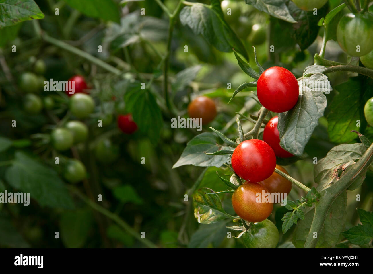 De plus en plus sur les plantes de tomates Banque D'Images