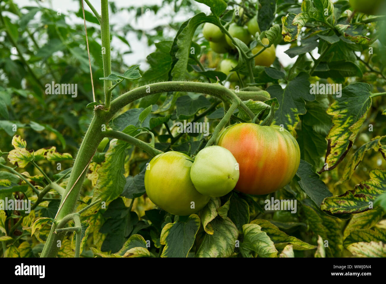 De plus en plus sur les plantes de tomates Banque D'Images
