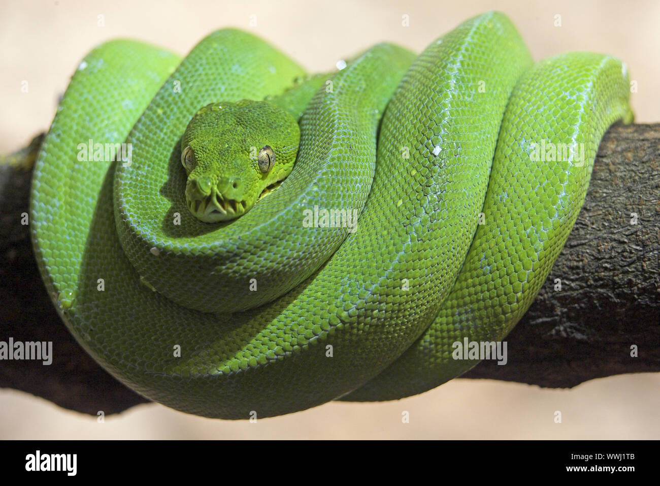 Gruener Baumpython, Morelia viridis, Chondropython viridis, Green Tree Python, captive Banque D'Images