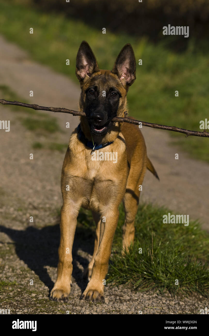 Chiot Malinois Banque D Image Et Photos Alamy