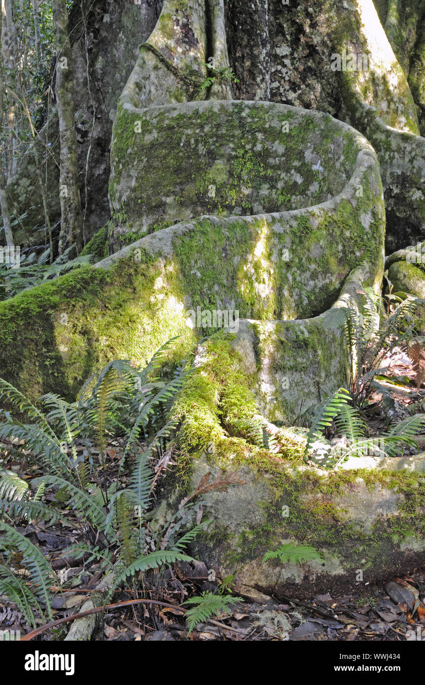 Touchez typique racines d'une forêt vierge géant de np, Australie lamington Banque D'Images