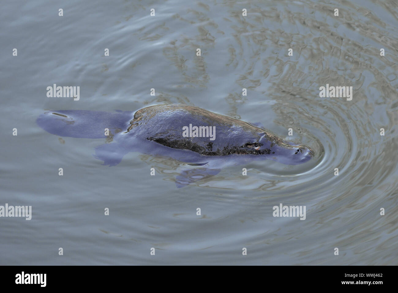 Ornithorynque, Ornithorhynchus anatinus, dans son habitat naturel Banque D'Images