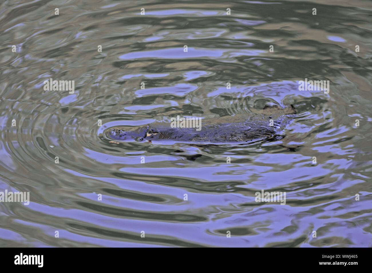 Ornithorynque, Ornithorhynchus anatinus, dans son habitat naturel Banque D'Images