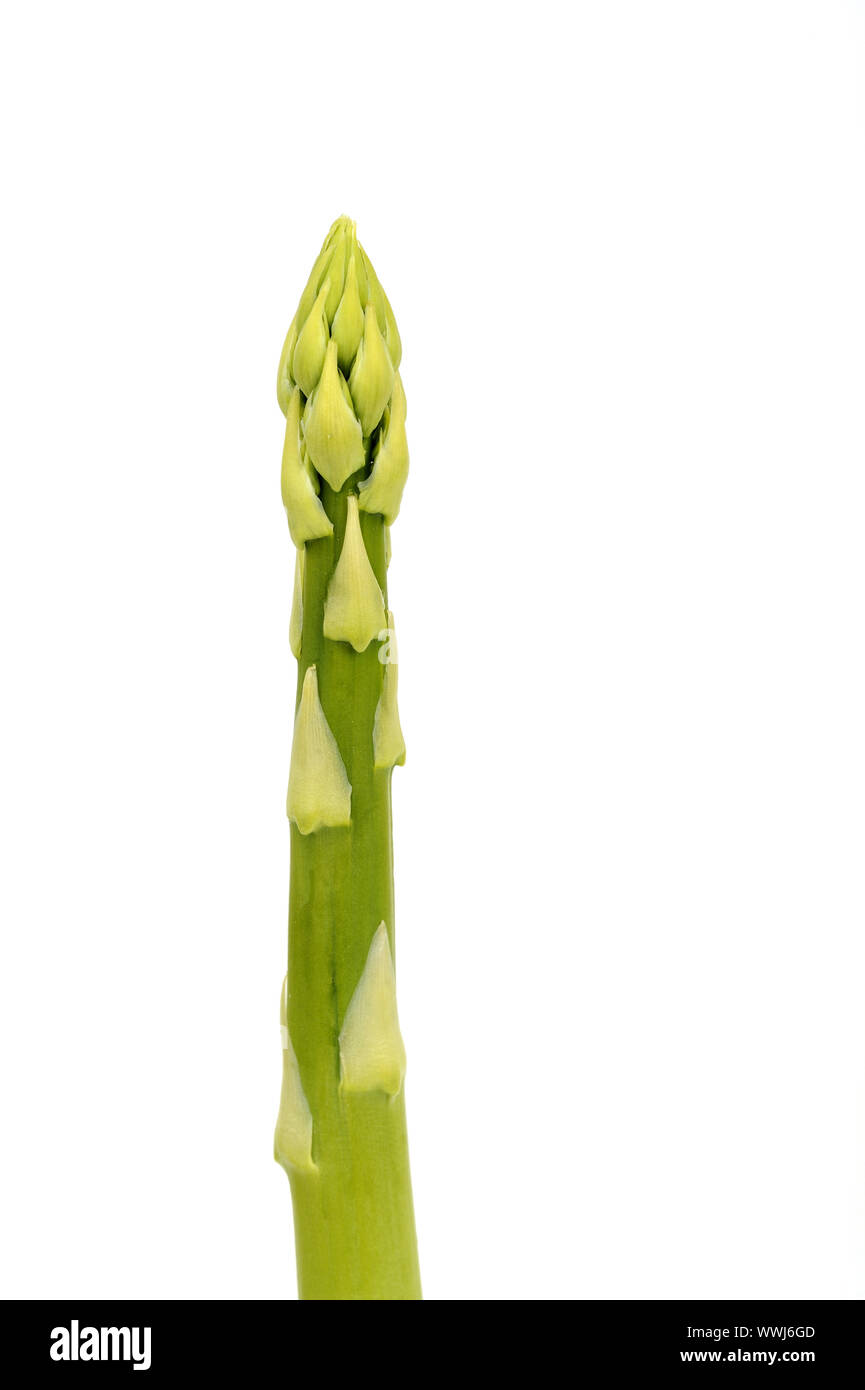 L'asperge verte, Aspagurus, pointe d'asperge Banque D'Images