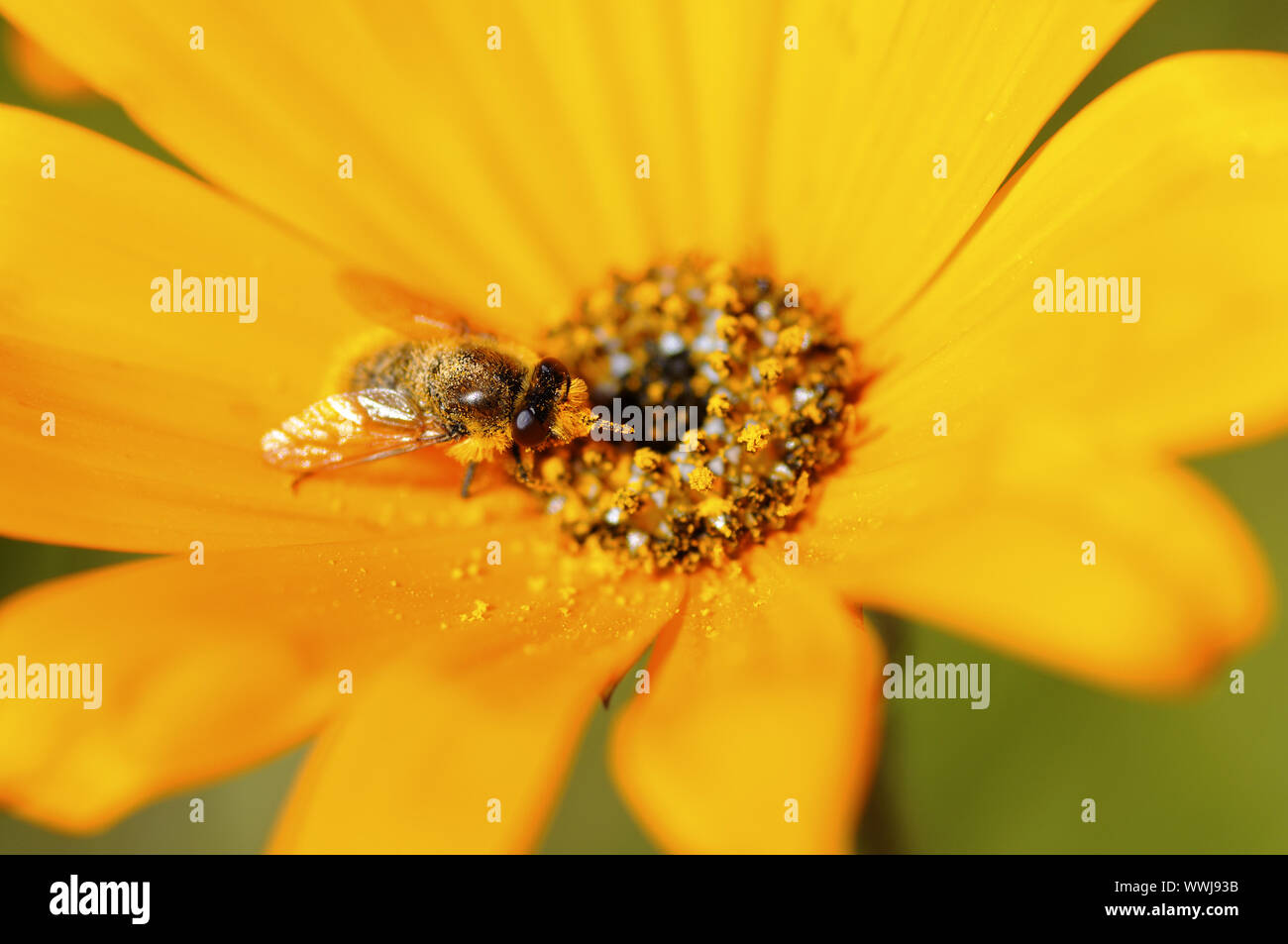 Bee pollen dans la recherche d'un aster Banque D'Images