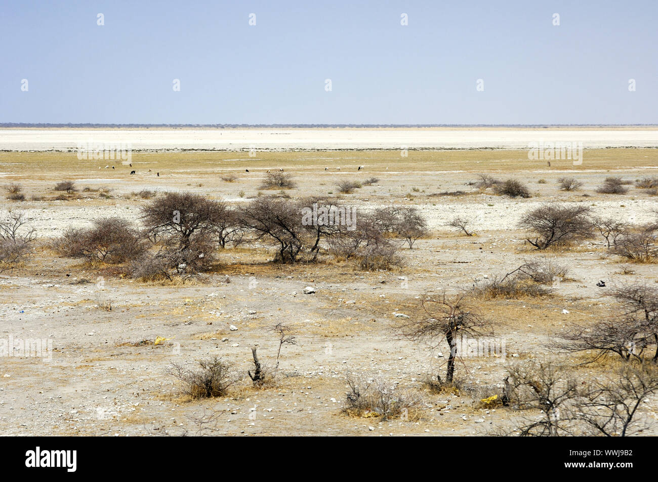 Makgadikgadi Salt Desert, Botswana Banque D'Images