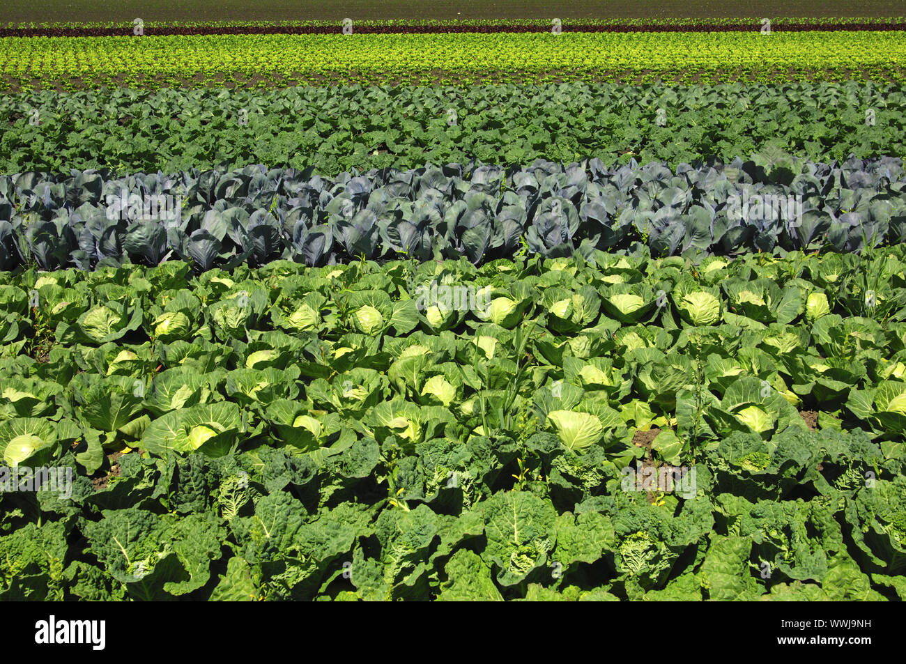 Champs de légumes avec du chou Banque D'Images