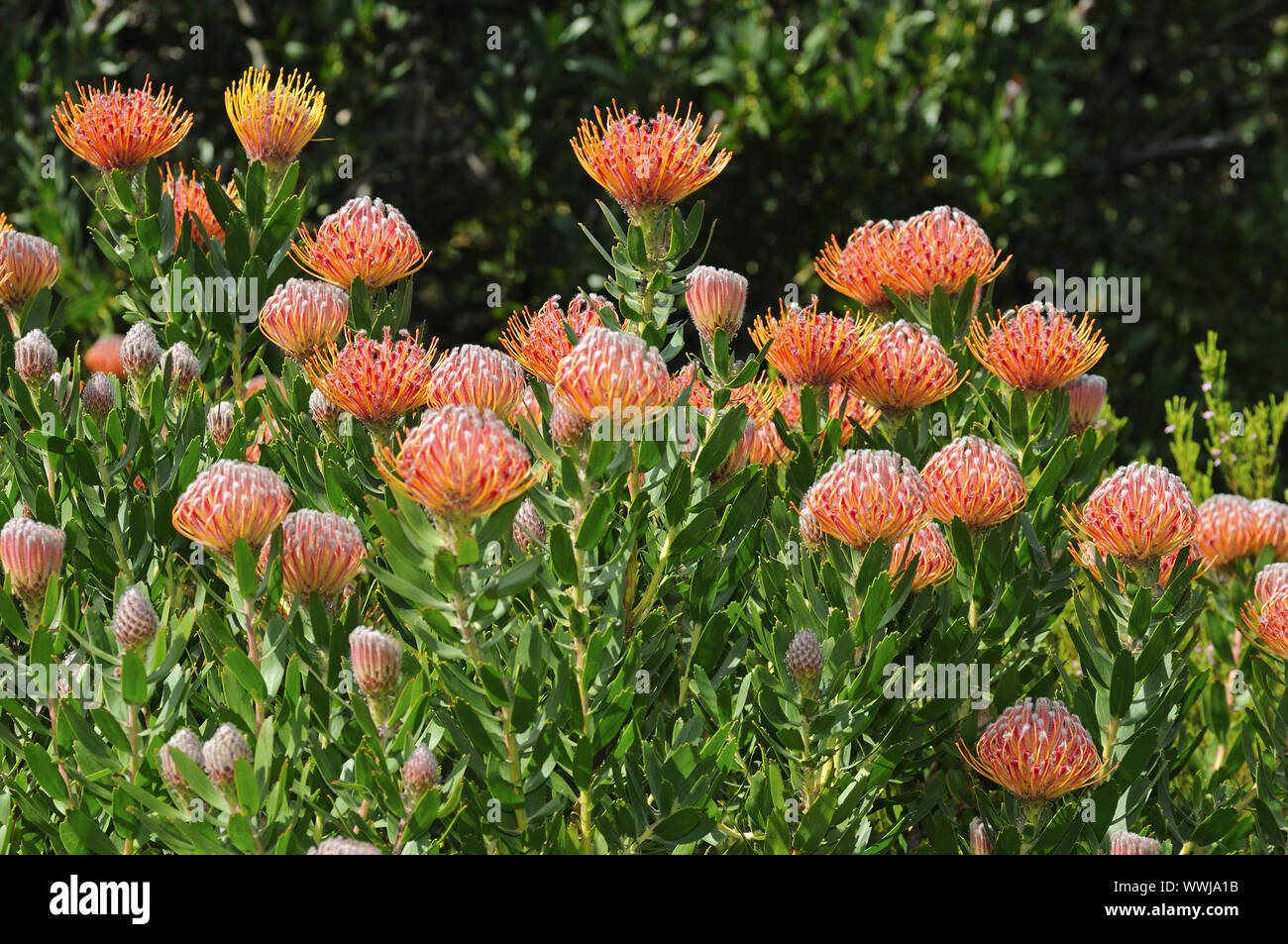 Leucospermum Hybrid Banque D'Images