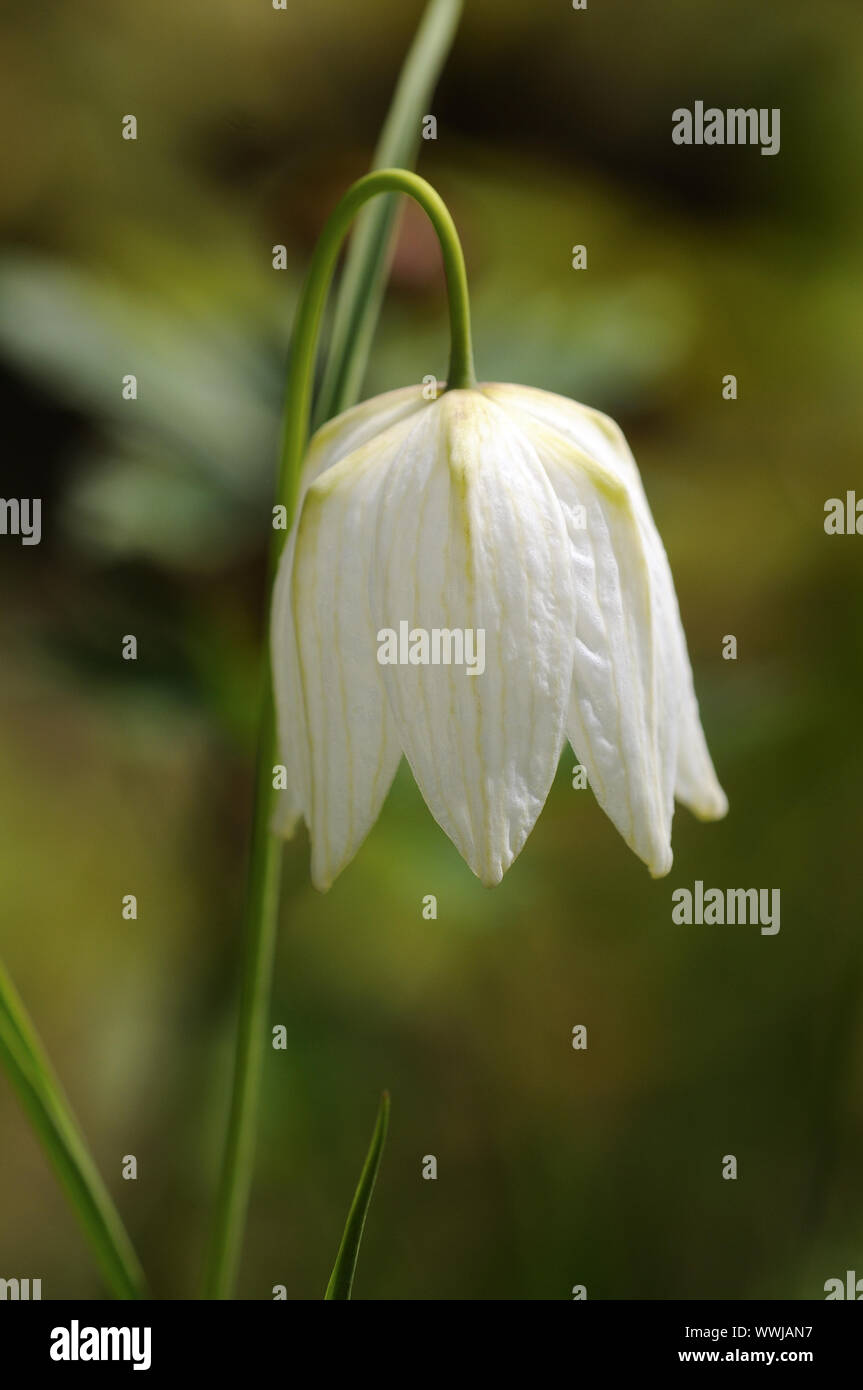 Échiquier blanc fleur Banque D'Images