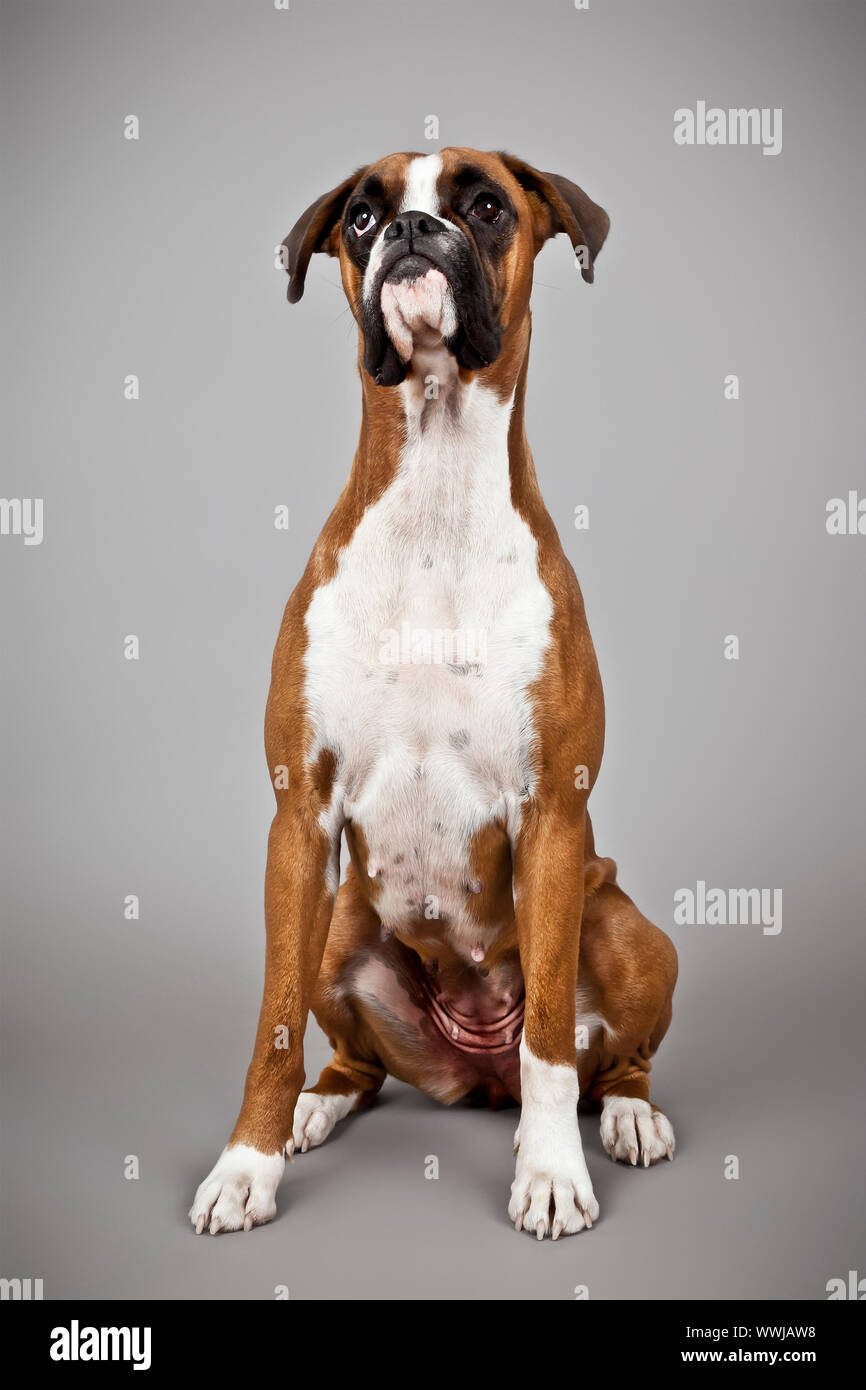 Une image d'un chien Boxer allemand Banque D'Images