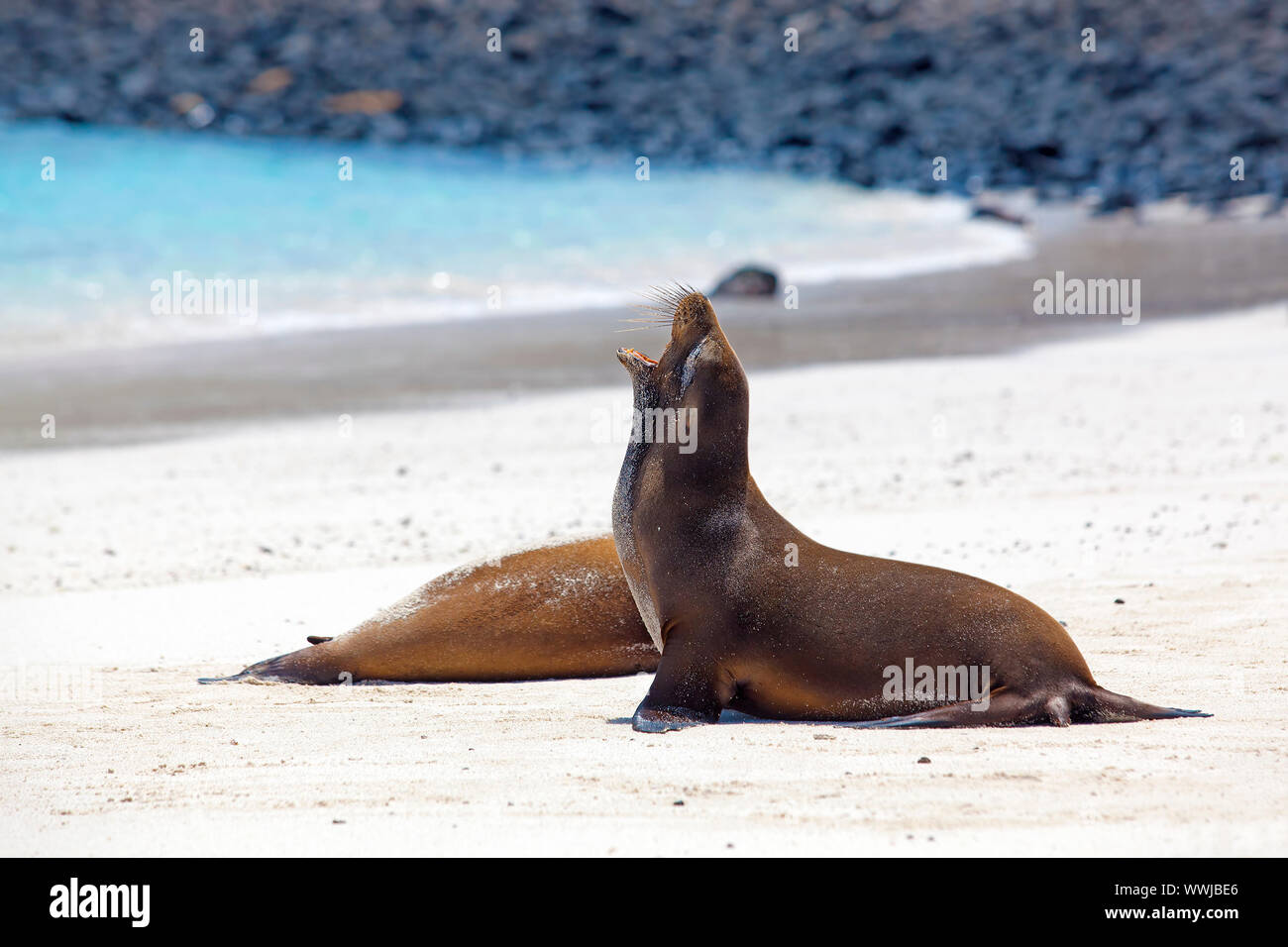Colonie de lions de mer sur l'île de Santa Fe, Galapagos Banque D'Images