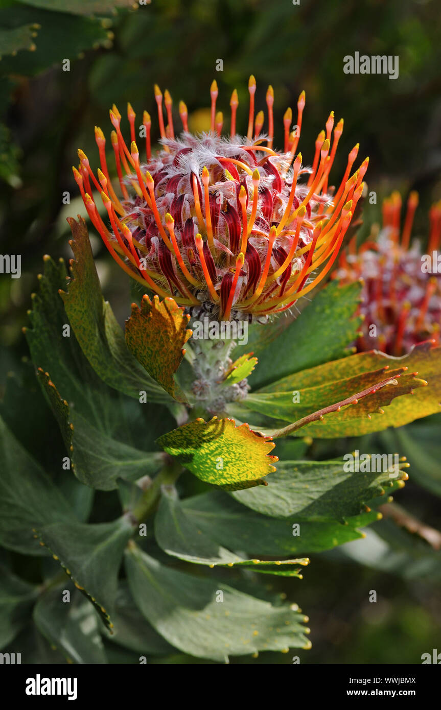 Leucospermum glabrum Banque D'Images