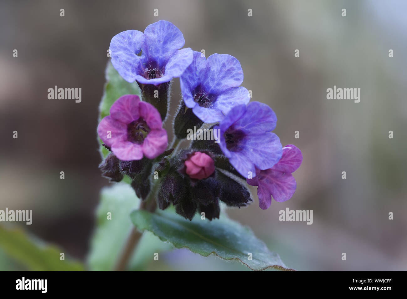 Pulmonaire (Pulmonaria officinalis) Banque D'Images