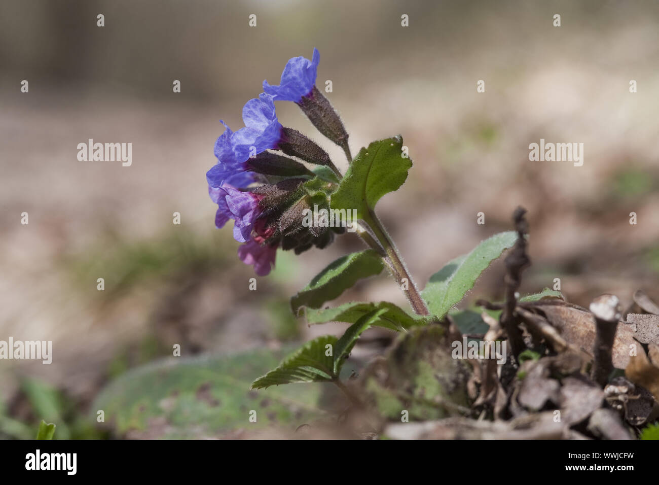 Pulmonaire (Pulmonaria officinalis) Banque D'Images
