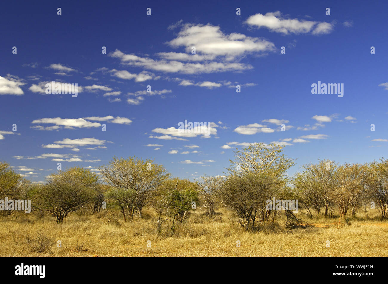 Paysage de savane africaine avec des acacias Banque D'Images