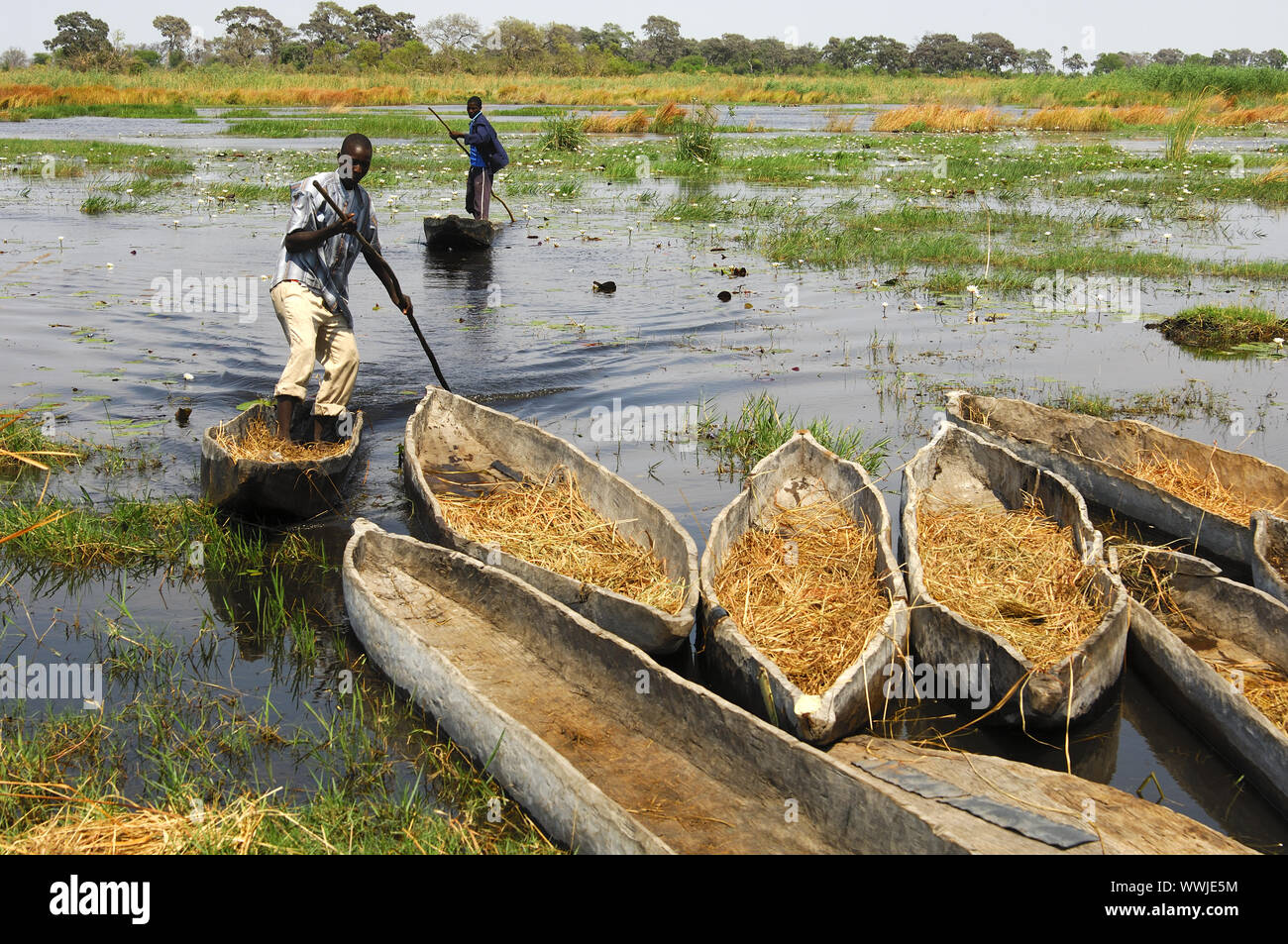 Pirogue traditionnelle Mokoro dans le Delta de l'Okavango Banque D'Images