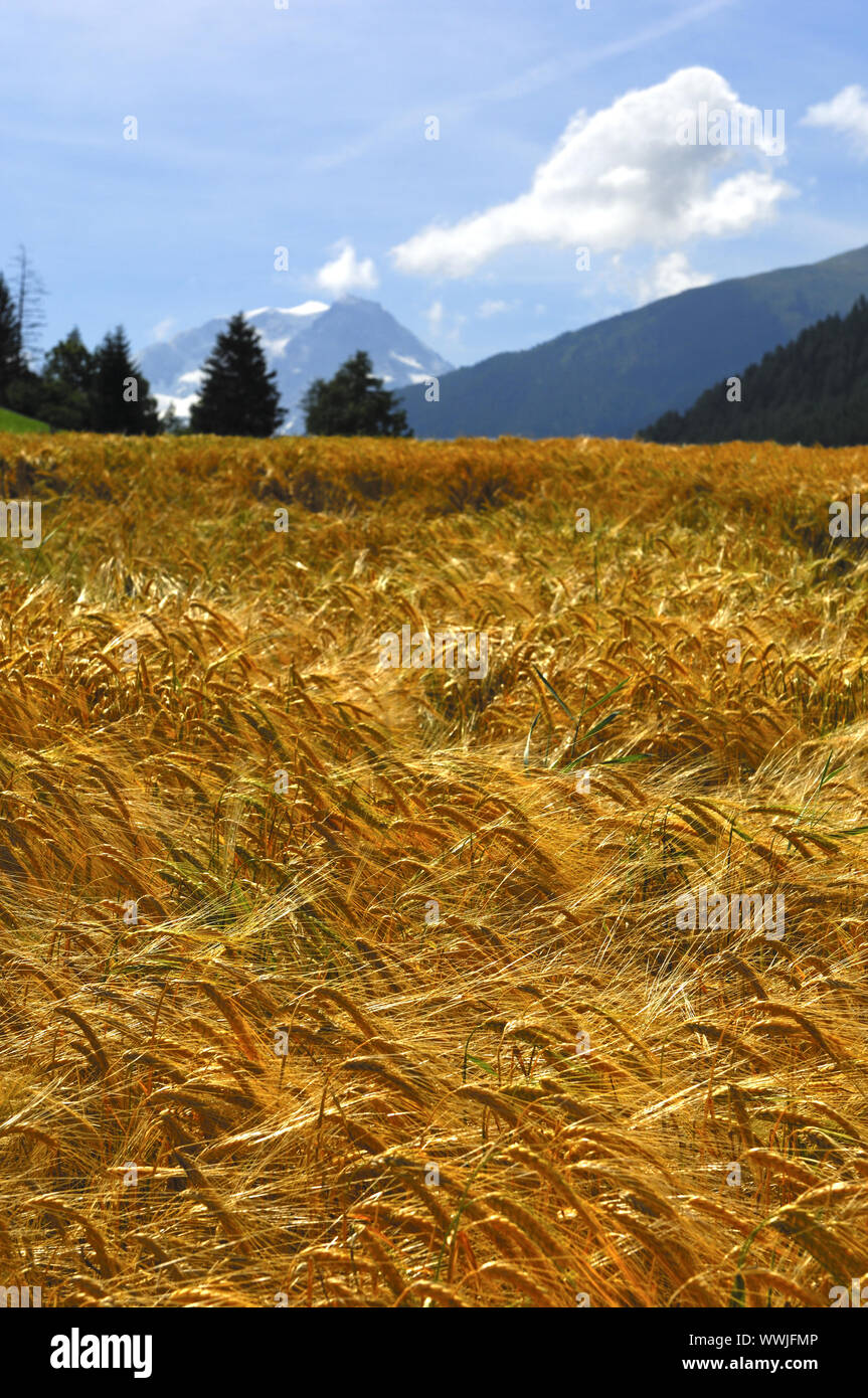 Gerstenfeld dans les contreforts des Alpes, Suisse Banque D'Images