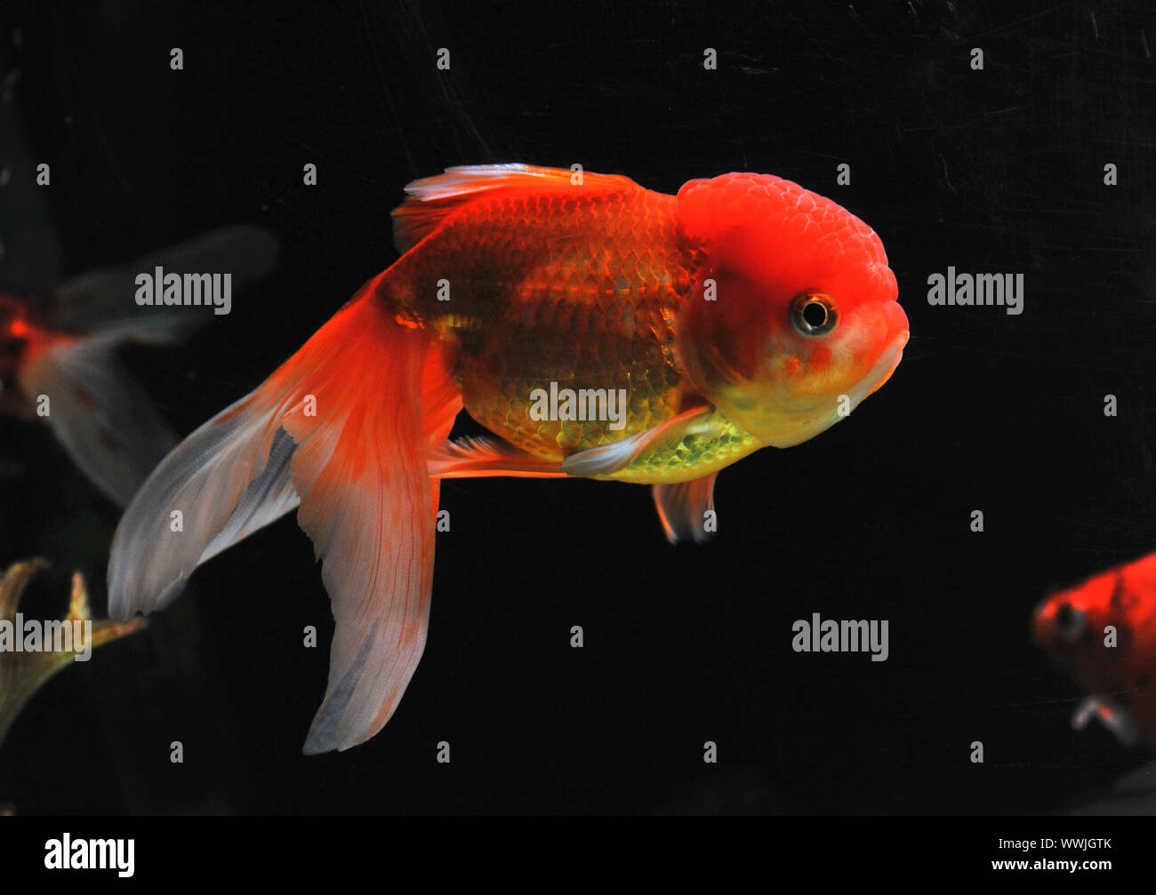 Tête de lion poissons rouges dans un contexte sombre dans un fishtank Banque D'Images