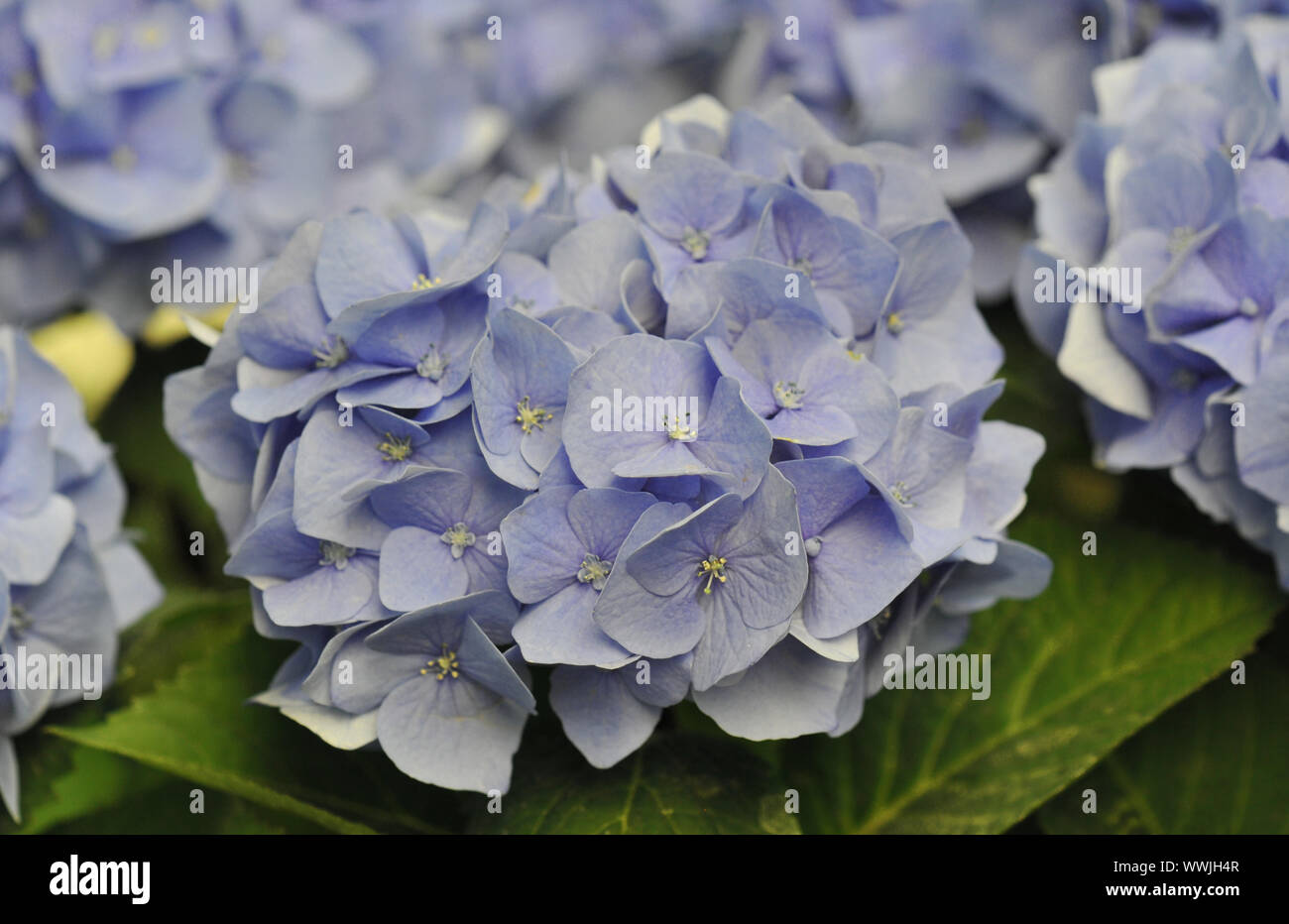 Blossom d'un Hortensia bleu (Hortensia) dans un jardin Banque D'Images
