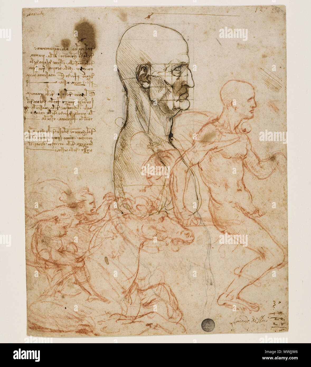 Les droits de l'buste en profil avec étude des proportions, c. 1490-1499. On trouve dans la collection des Gallerie dell'Accademia, Venise. Banque D'Images