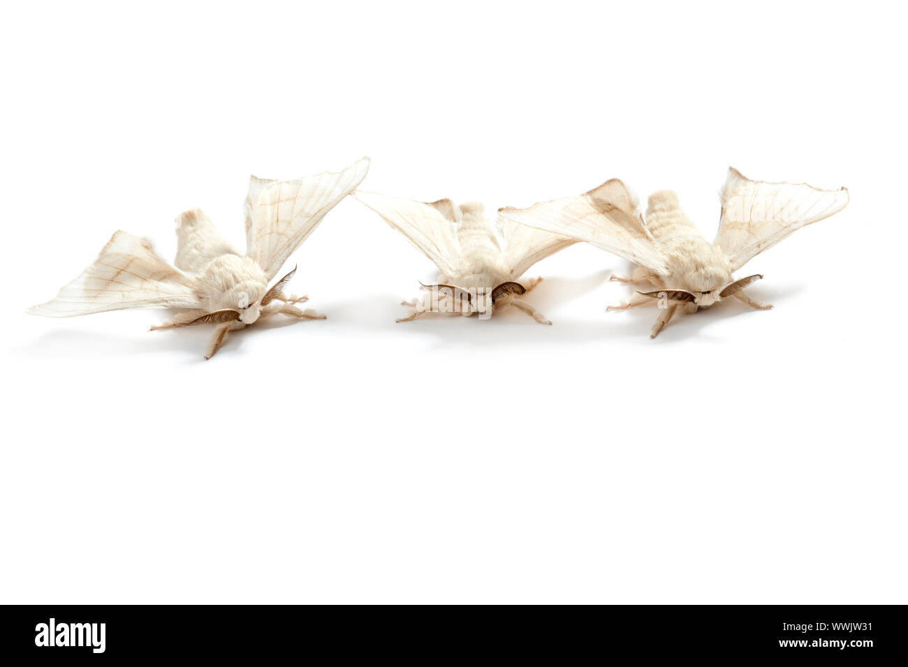 Les papillons diurnes du ver à soie ver à soie isolé sur fond blanc Banque D'Images