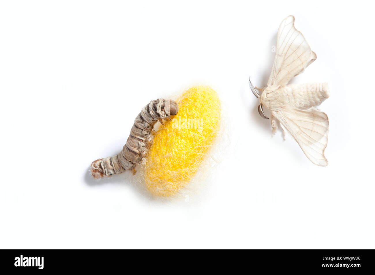 Butterfly de graines de vers à soie cocoon avec montrant les trois étapes de sa vie Banque D'Images