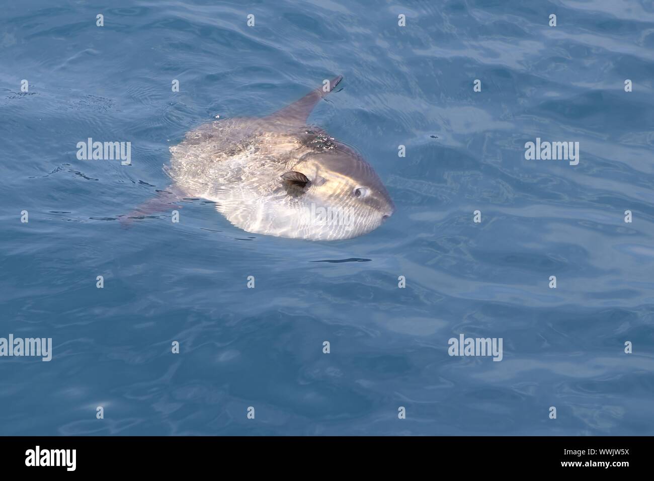 Dans la nature, véritable mer soleil luna Mola mola poisson d'eau salée Banque D'Images