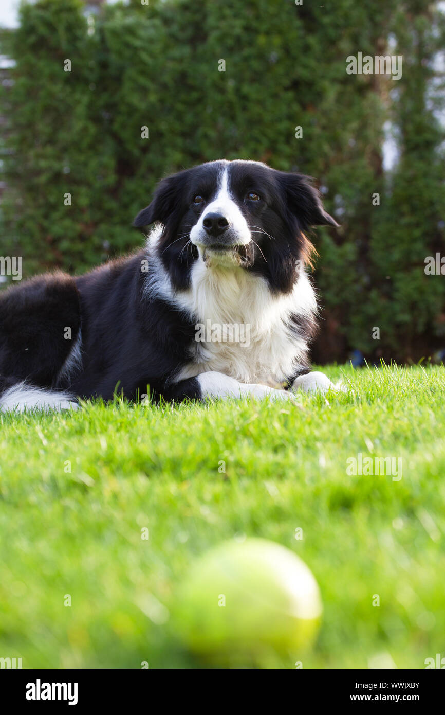 Border Collie, close-up view Banque D'Images