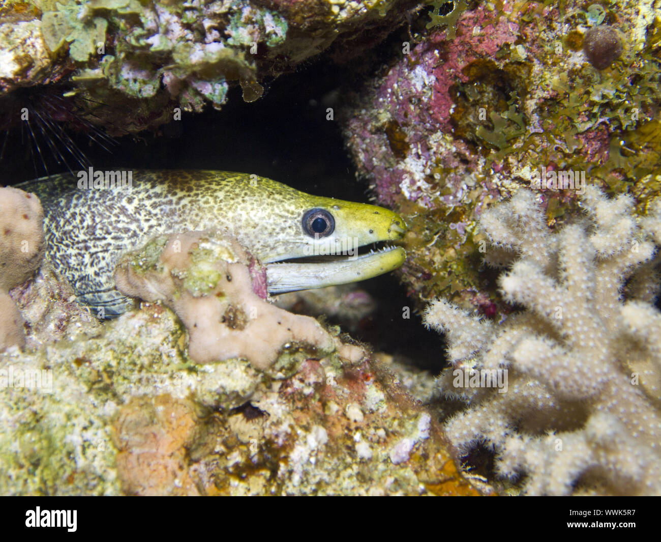 Gymnothorax fimbriatus liséré de Moray () Banque D'Images