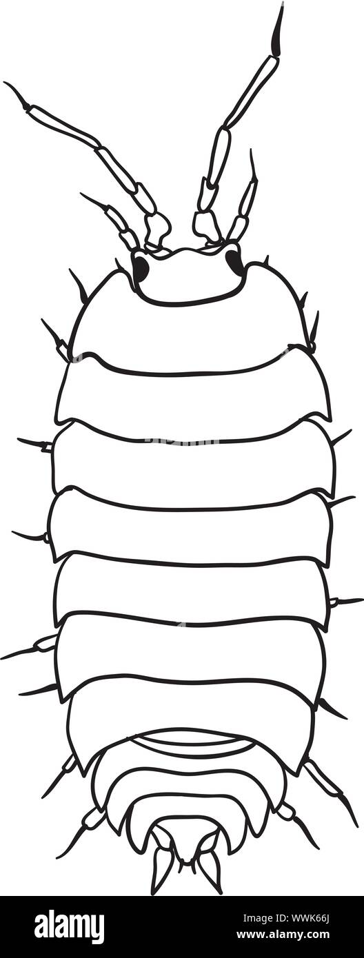 Cloporte - dessin vectoriel monochrome Illustration de Vecteur