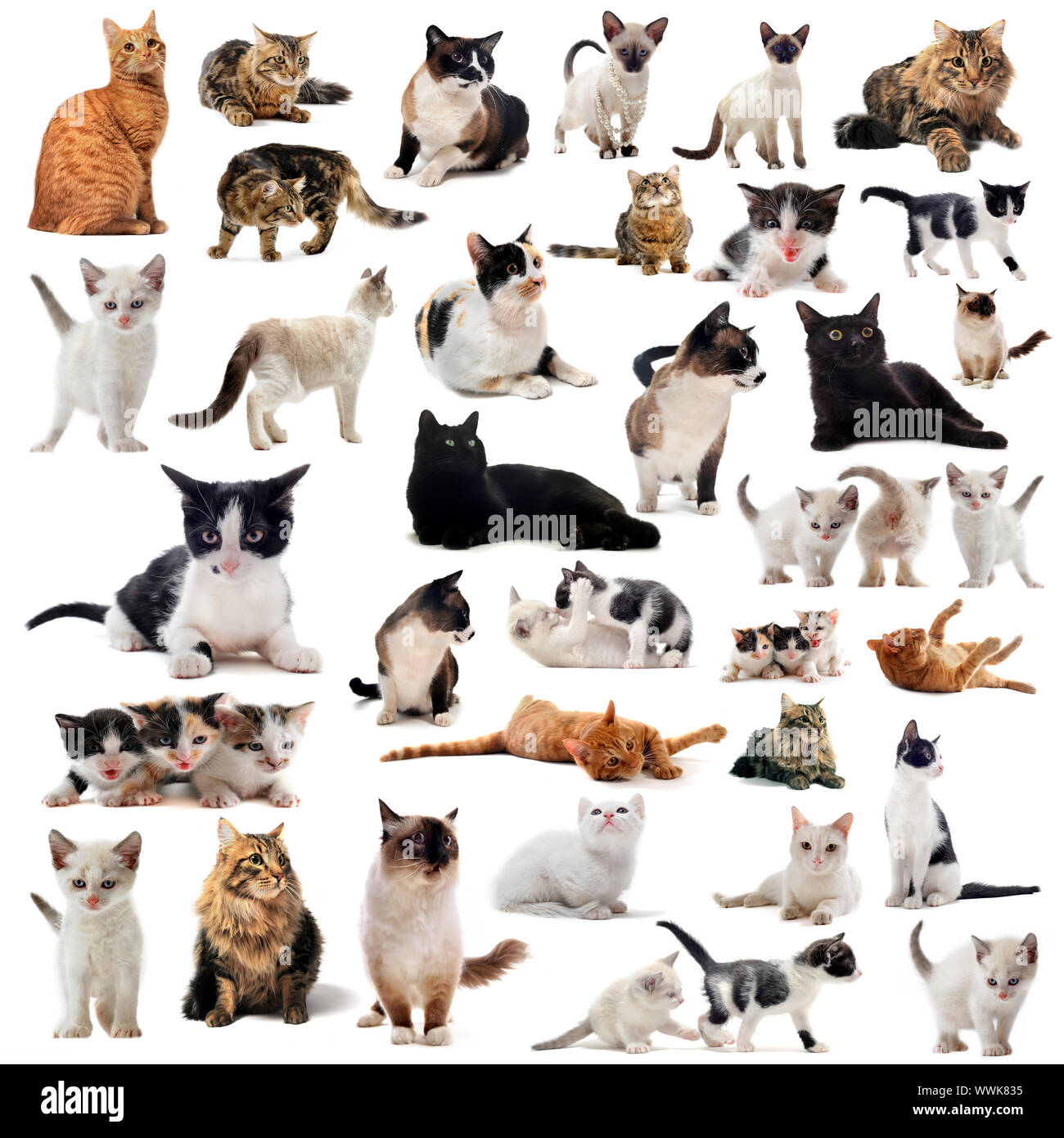 Les Chats Et Chaton Sur Un Fond Blanc Photo Stock Alamy