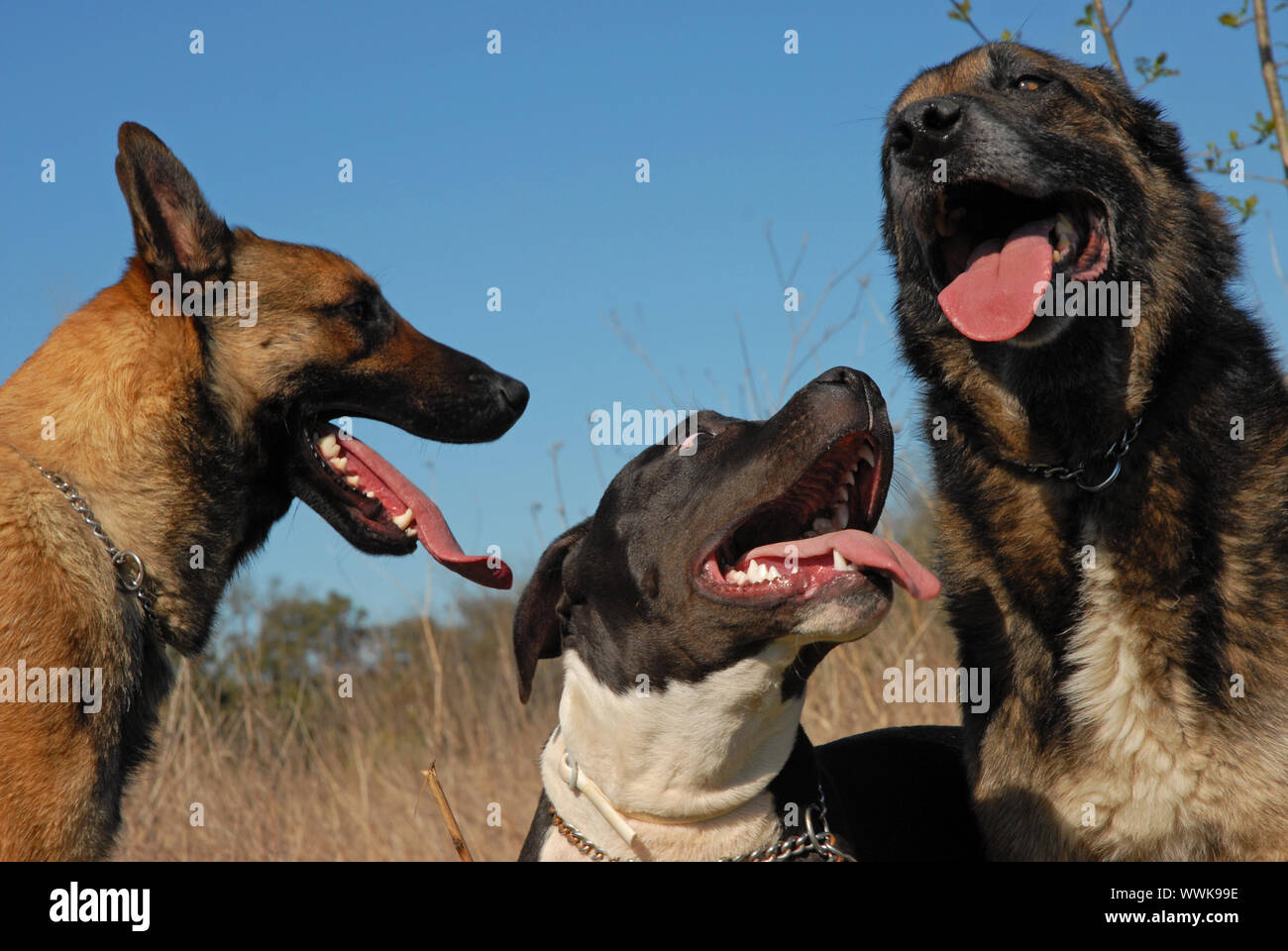 trois chiens Banque D'Images