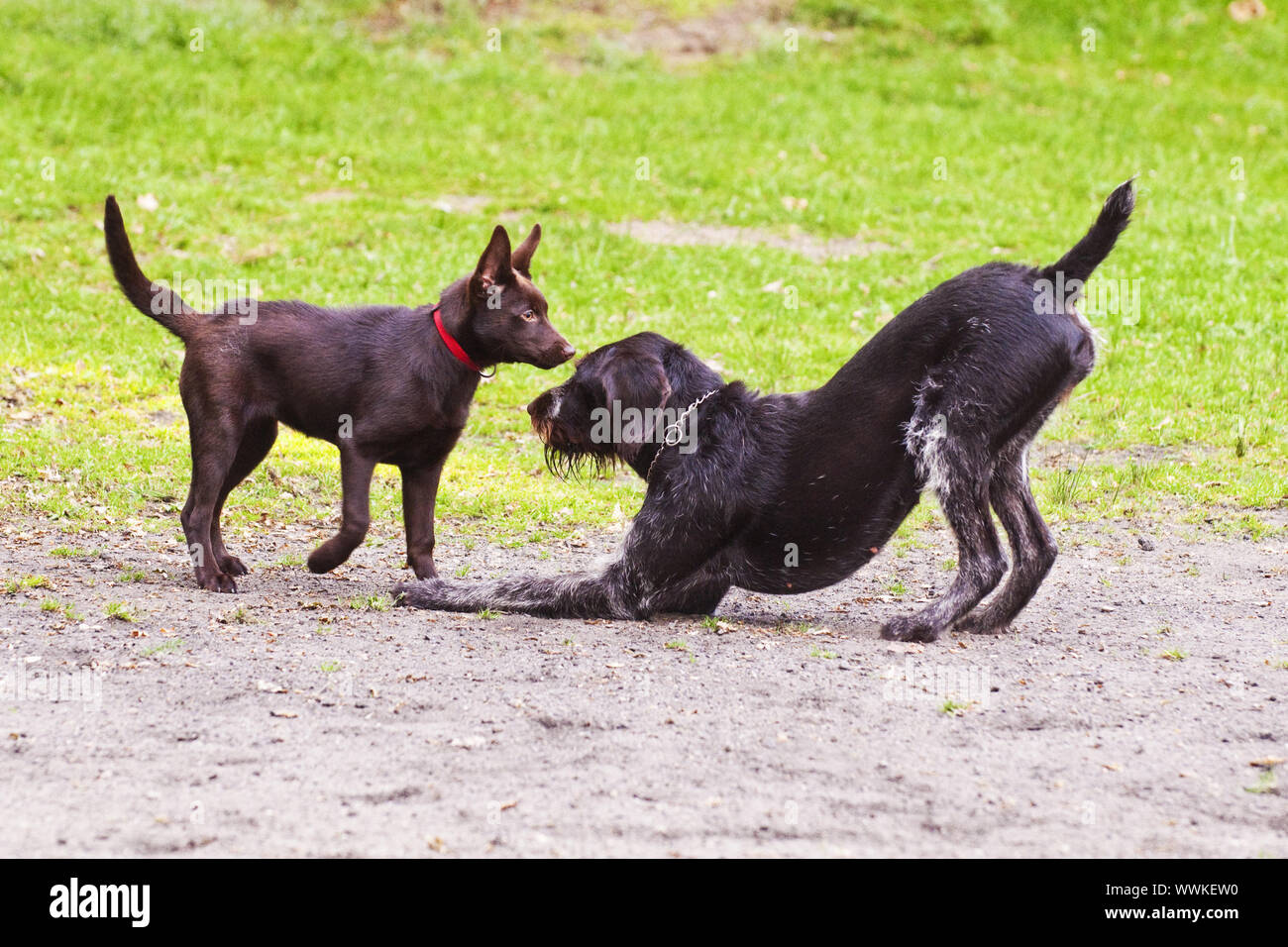 Jouer les chiens, et cheveux fil allemand chiot Kelpie - Jouer Banque D'Images