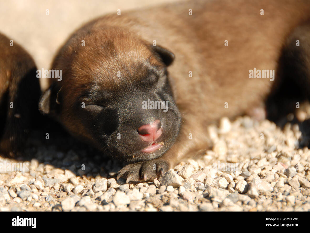 Un jour, jeune chiot berger belge Banque D'Images