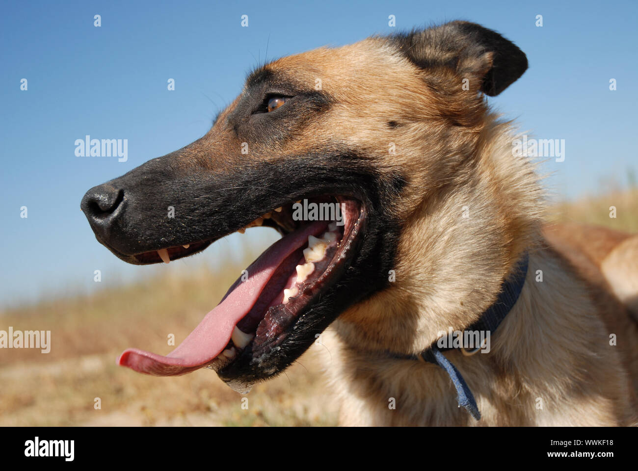 Portrait d'une belle belge malinois shephers race Banque D'Images