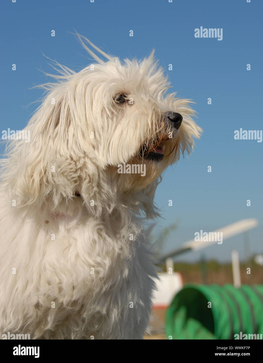 Portrait d'un beau petit chien blanc : tuléar coton Banque D'Images