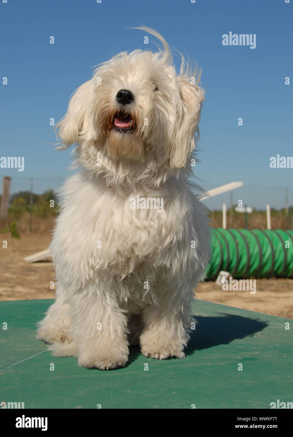 Portrait d'un beau petit chien blanc : tuléar coton Banque D'Images
